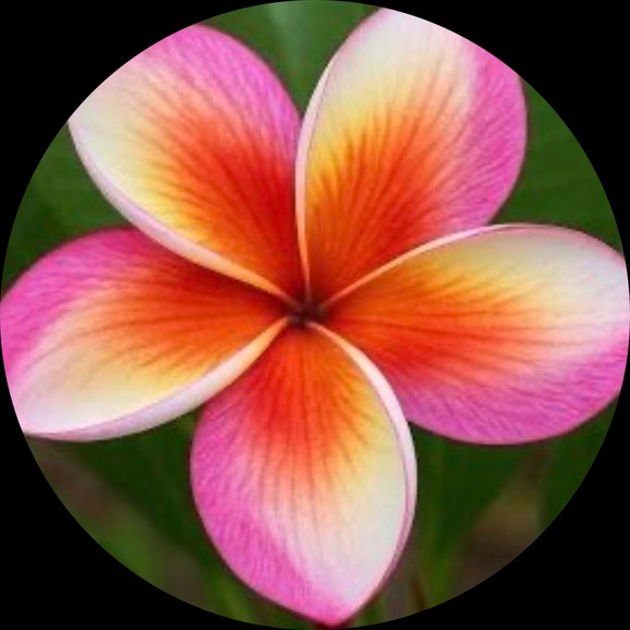 lovelyflower22